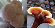 Gygygombk: bioaktv sszetevik, tprtkk s alkalmazsuk a funkcionlis lelmiszer-ellltsban  ttekints
