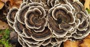 A Lepketapl gomba (Trametes versicolor) szakmai sszefoglalja