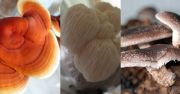 Az ehet s gygygombk fitokmiai sszettelnek, antioxidns aktivitsnak, tpllkozsi potenciljnak feltrsa